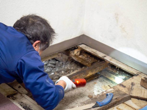 Best Home Mold Removal  in Wamego, KS
