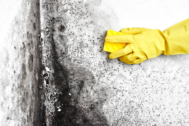 Best Office Mold Removal Services  in Wamego, KS