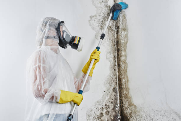 Best Local Mold Removal Service  in Wamego, KS