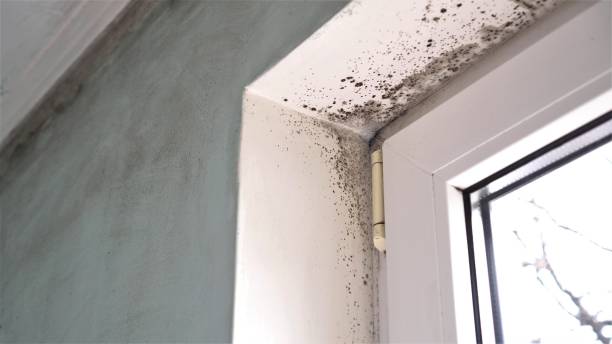 Best Office Mold Removal Services  in Wamego, KS