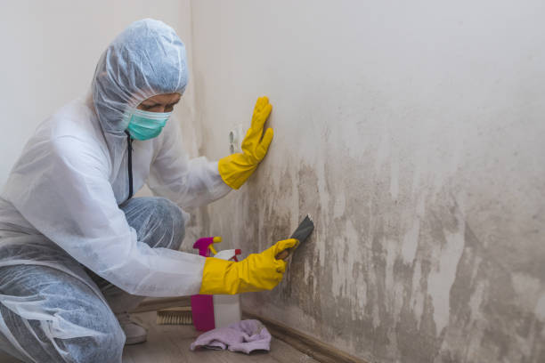 Best Mold Testing and Removal  in Wamego, KS