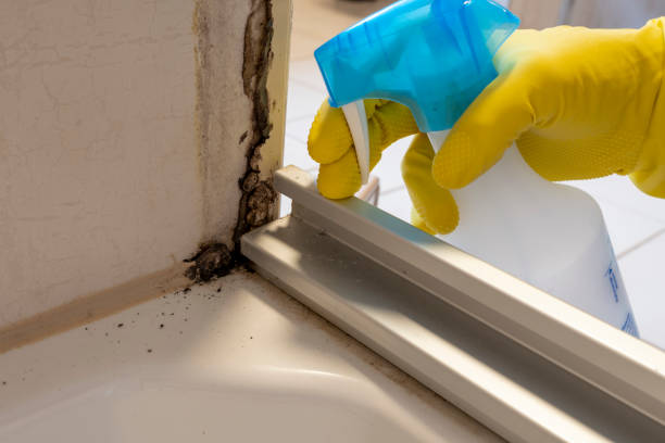 Best Toxic Mold Removal  in Wamego, KS