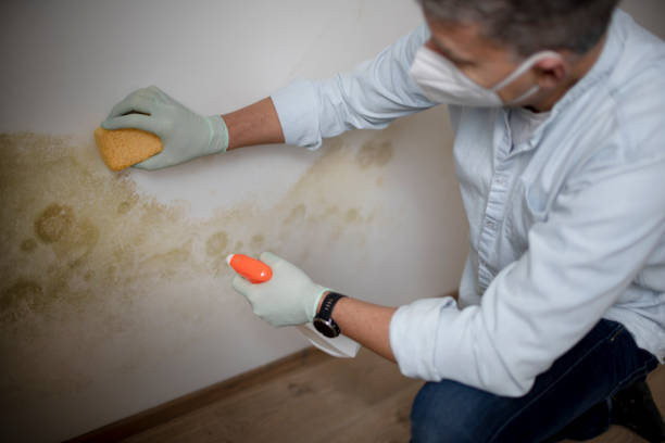 Best Certified Mold Removal  in Wamego, KS