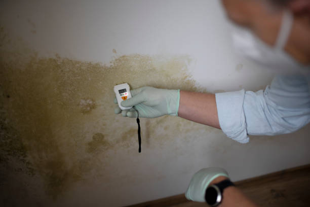 Best Same-Day Mold Removal  in Wamego, KS