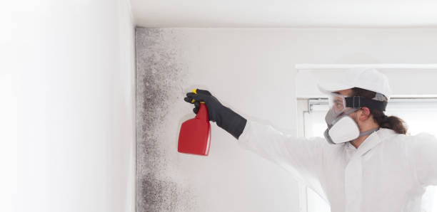 Best Home Mold Removal  in Wamego, KS
