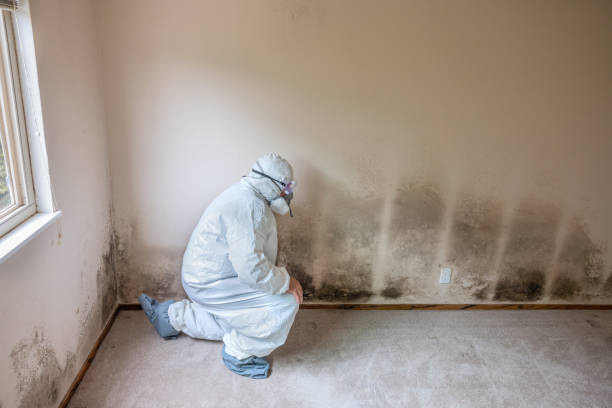 Best Mold Removal Specialists  in Wamego, KS