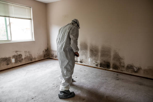 Best Mold Testing  in Wamego, KS