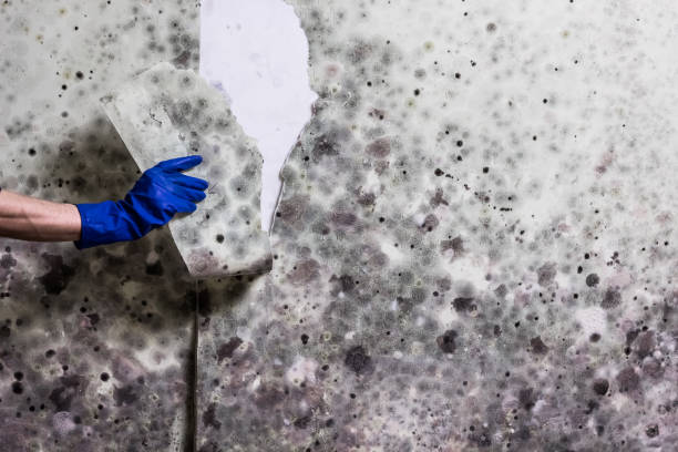 Best Mold Testing  in Wamego, KS