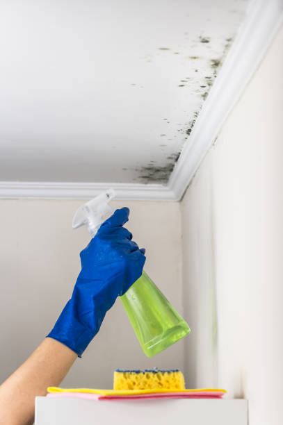 Certified Mold Removal in Wamego, KS