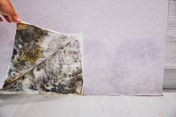 Best Mold Cleaning Services  in Wamego, KS